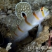 shrimpgoby_randalls_cr_hsb_r_h_0315_kom3316.jpg